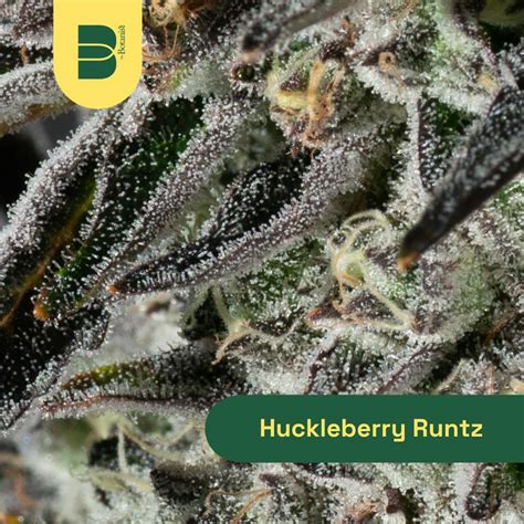 huckleberry runtz strain.